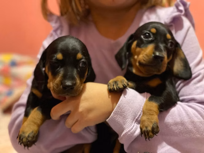 Salchicha dachshund  - Imagen 6