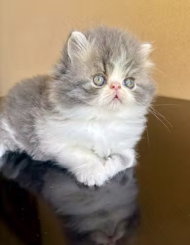 Gato persa