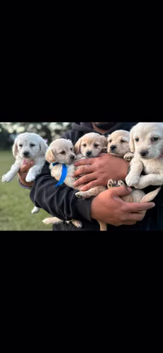 Cocker spaniel  - Imagen 1