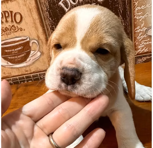 BEAGLE HEMBRA Y MACHO DE COLOR - Imagen 2