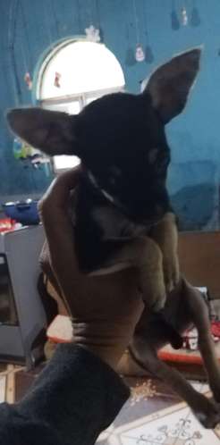 Chihuahua pata de venado  - Imagen 2