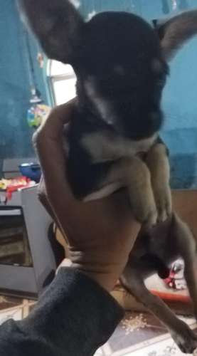 Chihuahua pata de venado 