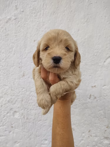 Hembra French Cavapoo  - Imagen 2