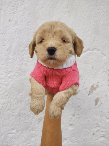 Hembra French Cavapoo 