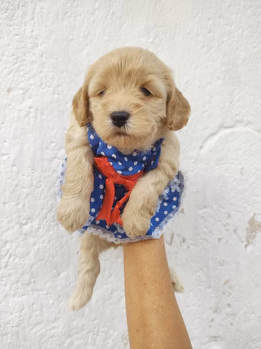 Hembra French Cavapoo  - Imagen 4