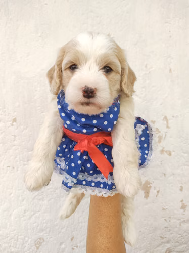 Hembra Pinta French Cavapoo 
