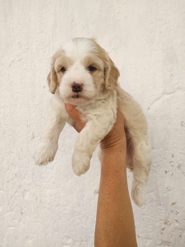 Hembra Pinta French Cavapoo  - Imagen 4