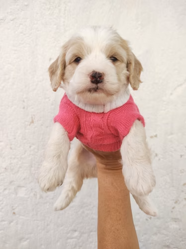 Hembra Pinta French Cavapoo  - Imagen 2