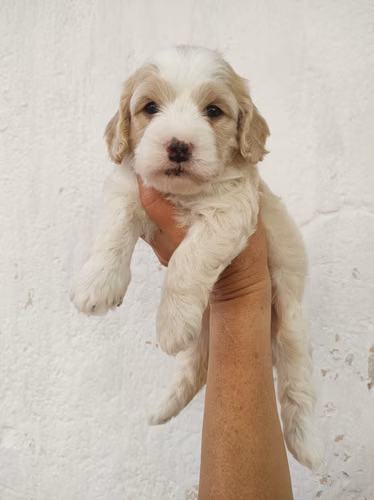 Hembra Pinta French Cavapoo  - Imagen 3