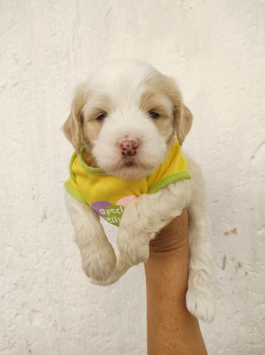 Pinta y juguetóna French Cavapoo 