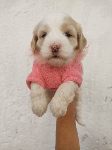 Pinta y juguetóna French Cavapoo  - Imagen 3