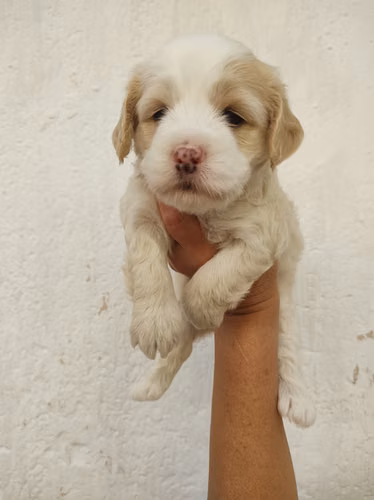 Pinta y juguetóna French Cavapoo  - Imagen 2