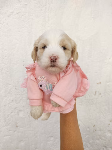 Pinta y juguetóna French Cavapoo  - Imagen 4