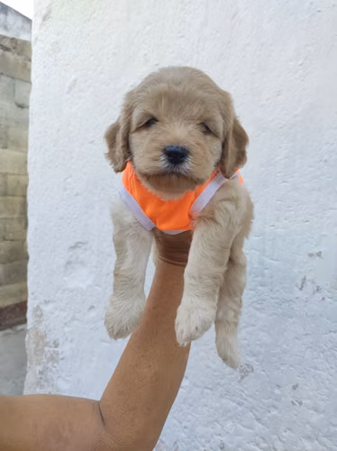Macho French Cavapoo  - Imagen 3