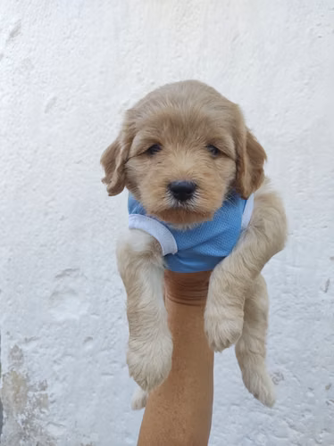 Macho French Cavapoo  - Imagen 2