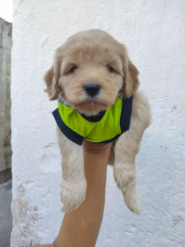 Macho French Cavapoo 