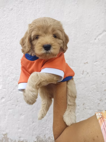 Macho French Cavapoo 