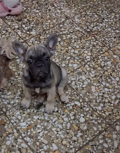 Bulldog francés  - Imagen 2