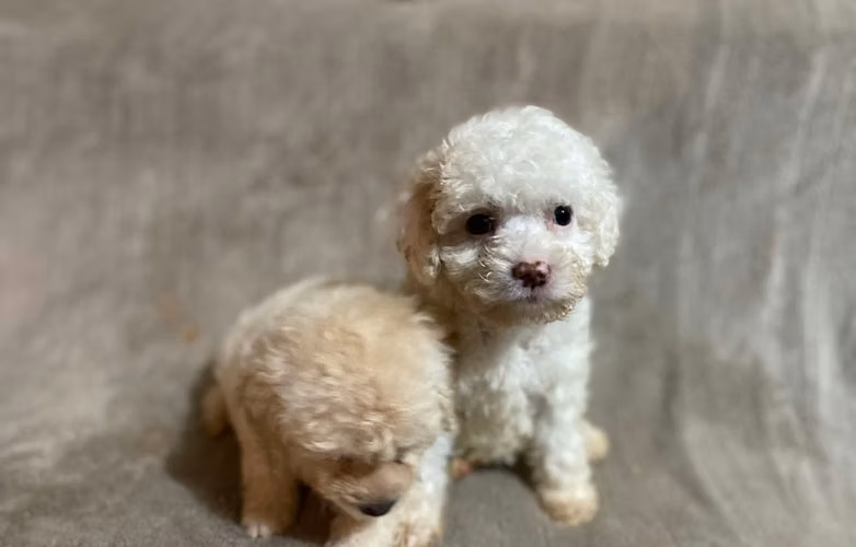 French poodle hembras 