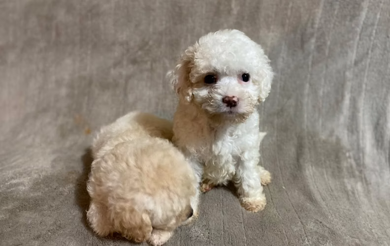 French poodle hembras  - Imagen 4