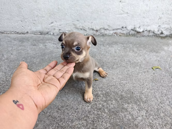 Lindo chihuahua machito  - Imagen 1