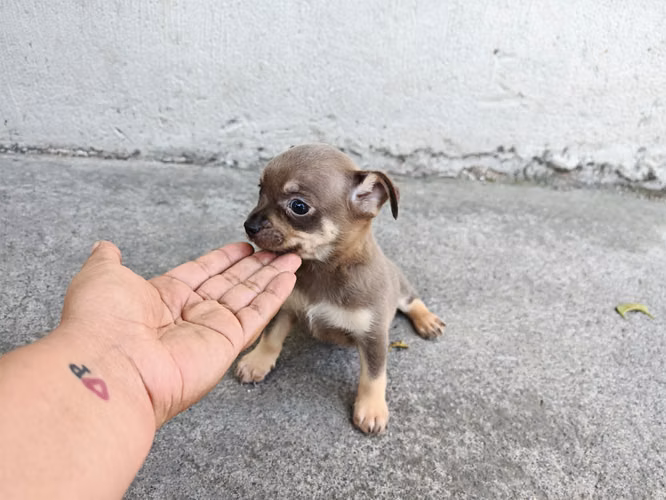 Lindo chihuahua machito  - Imagen 3