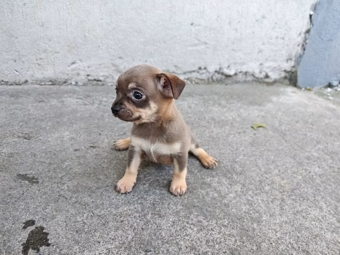 Lindo chihuahua machito  - Imagen 2