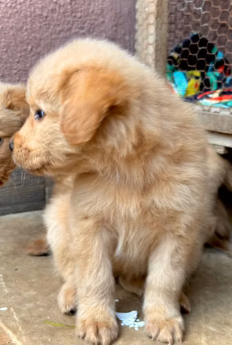 GOLDEN RETRIEVER  - Imagen 3