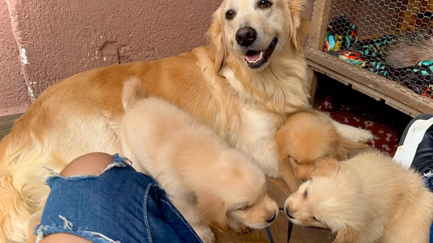 GOLDEN RETRIEVER  - Imagen 1