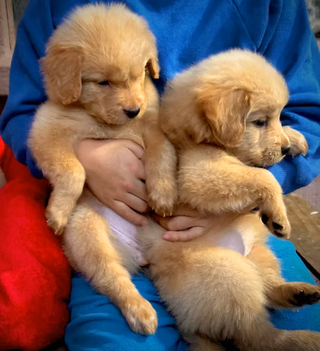 GOLDEN RETRIEVER  - Imagen 2