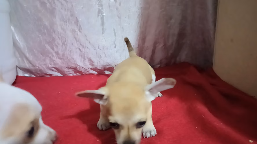 Chihuahuas  - Imagen 2