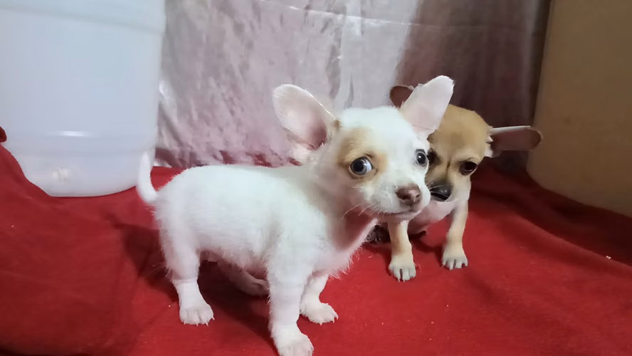 Chihuahuas 