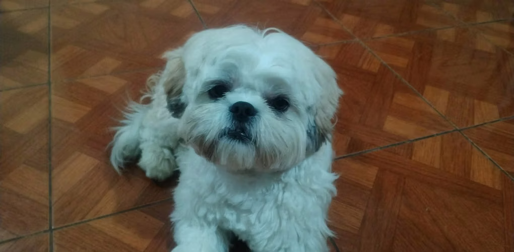 Busco novia shitzu Imperial 