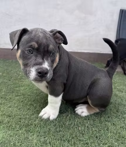 American Bully en Busca de Hogar