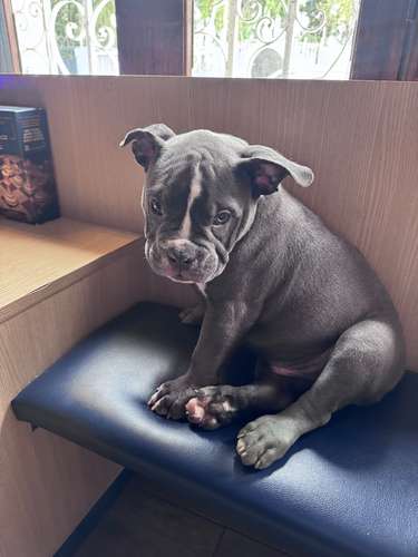American Bully en Busca de Hogar