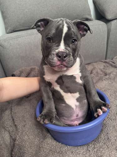American Bully en Busca de Hogar