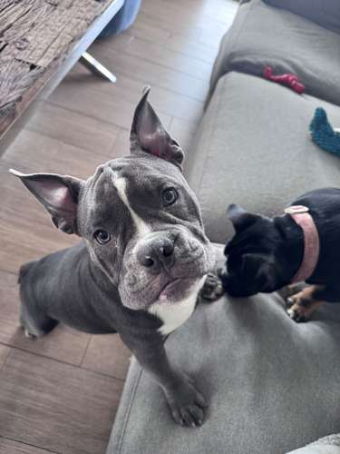 American Bully en Busca de Hogar