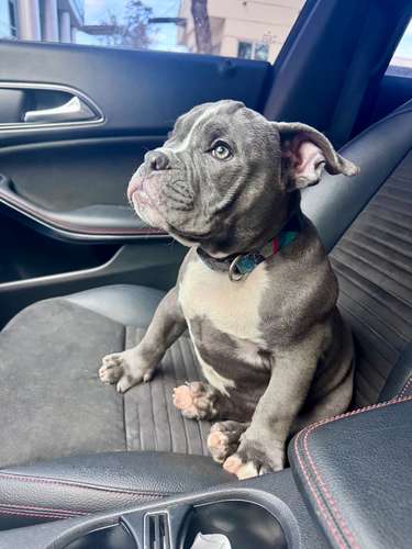 American Bully en Busca de Hogar