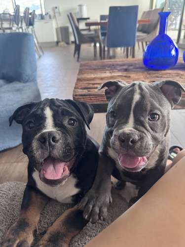 American Bully en Busca de Hogar