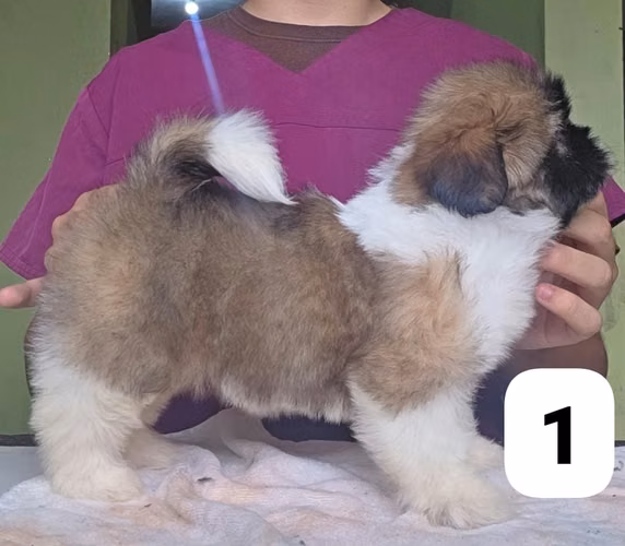 Shihtzu Hembra Pedigree A