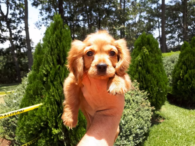 Cocker spaniel hembra  - Imagen 2