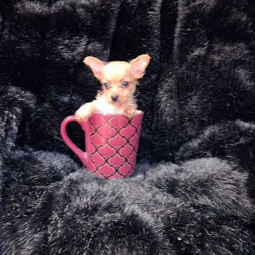 Chihuahua 