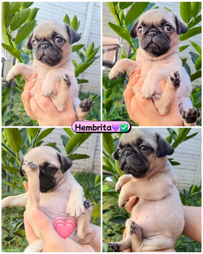 Pugs Carlinos - Imagen 2