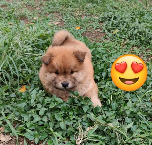 Chow chow  - Imagen 2