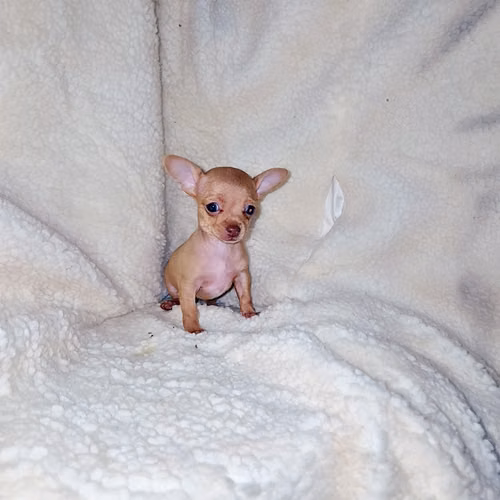 Chihuahua de bolsillo 