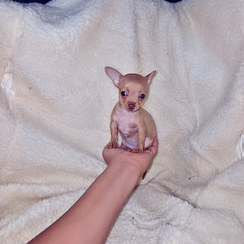 Chihuahua de bolsillo  - Imagen 7
