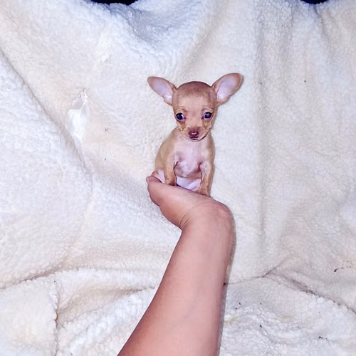 Chihuahua de bolsillo  - Imagen 2