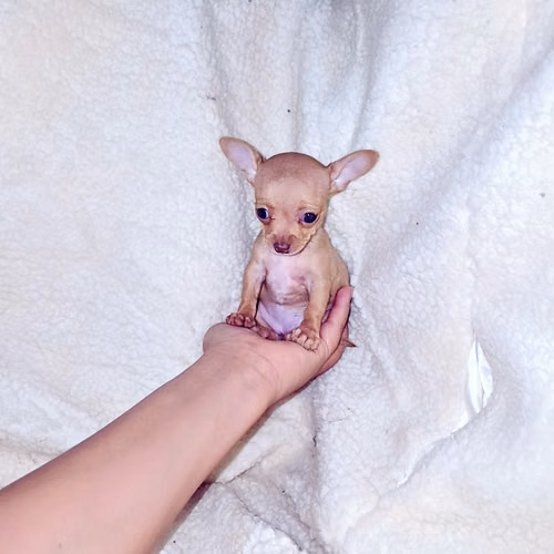 Chihuahua de bolsillo  - Imagen 3