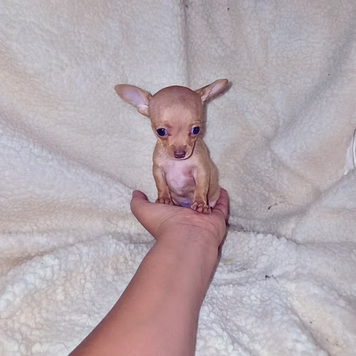 Chihuahua de bolsillo  - Imagen 5