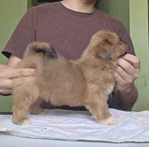 Shihtzu Hembra Pedigree A - Imagen 2